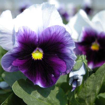 Pansy Matrix Beaconsfield