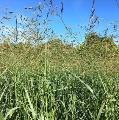 Panicum Cape Breeze