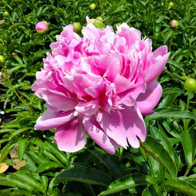 Paeonia Sarah Bernhardt