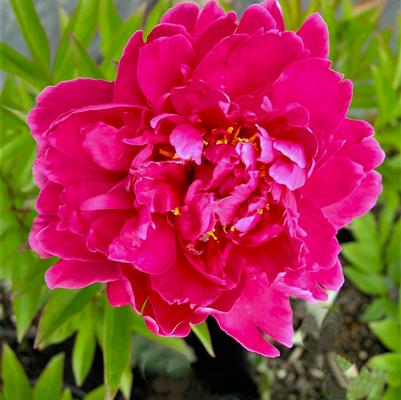 Paeonia Karl Rosenfeld