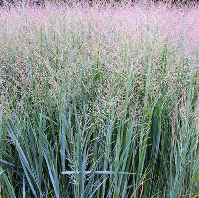 Panicum Northwind