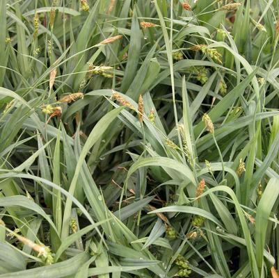 Carex flaccosperma 