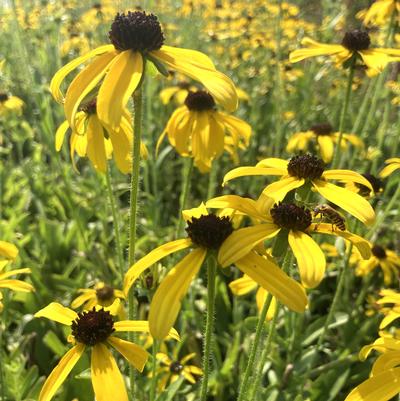 Rudbeckia fulgida 