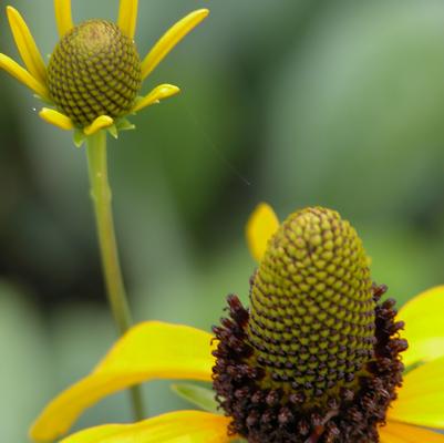 Rudbeckia maxima 