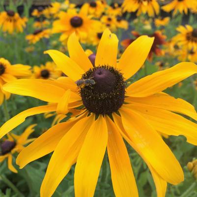 Rudbeckia hirta 