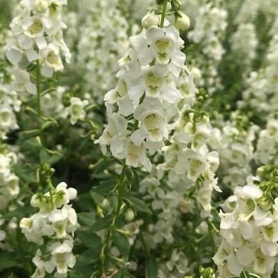 Angelonia Serena White