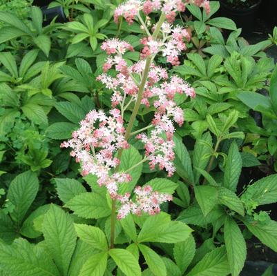 Rodgersia aesculifolia 