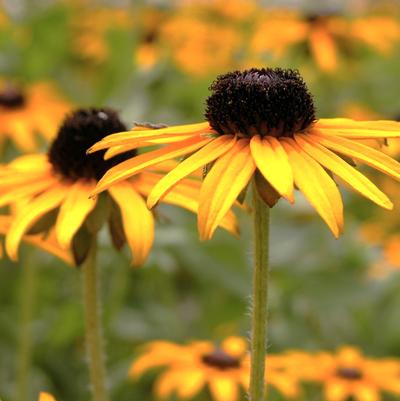 Rudbeckia deamii 