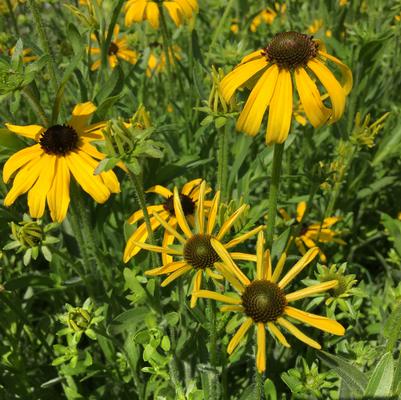 Rudbeckia Little Goldstar