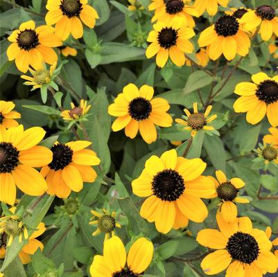 Rudbeckia tri. Black Jack Gold