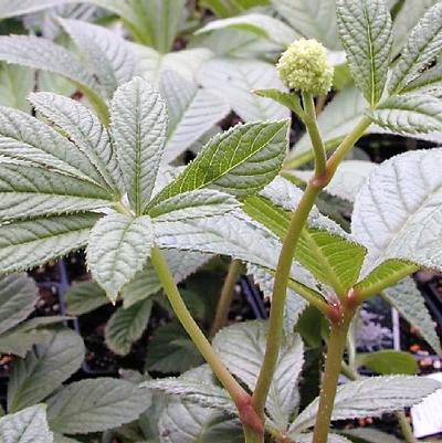 Rodgersia sambucifolia 