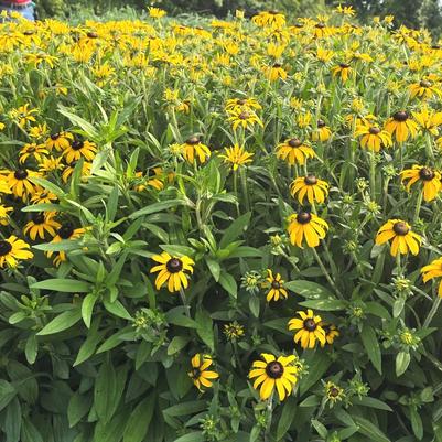 Rudbeckia ful. American Gold Rush