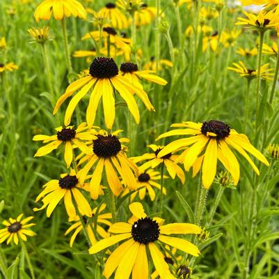 Rudbeckia missouriensis 