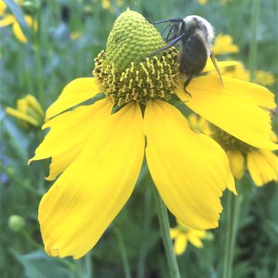 Rudbeckia nit. Autumn Sun