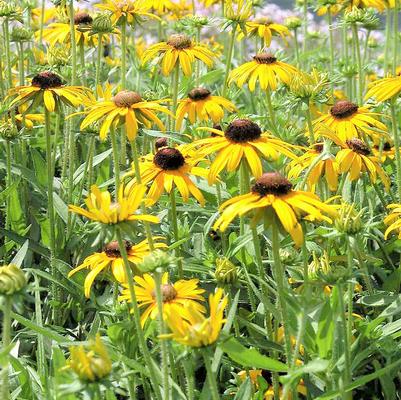 Rudbeckia Viette's Little Suzy