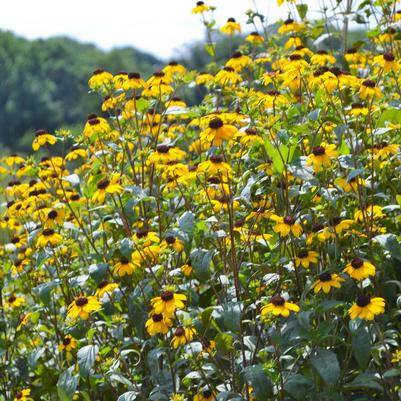 Rudbeckia triloba 