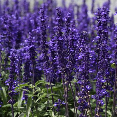 Salvia Victoria Blue