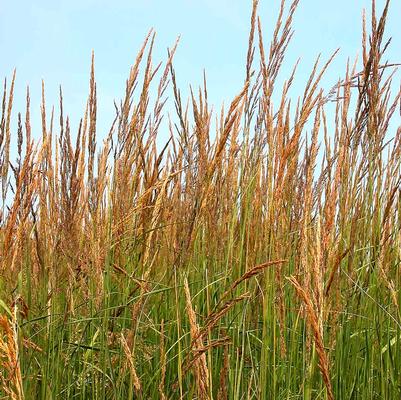 Calamagrostis acu. Karl Foerster