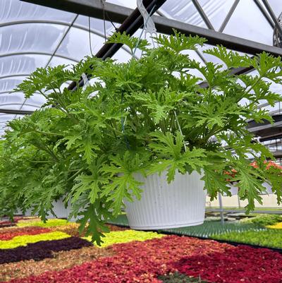 Geranium Lemon Scented Hanging Basket 