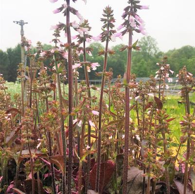 Salvia lyr. Purple Knockout