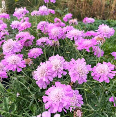 Scabiosa Pink Mist