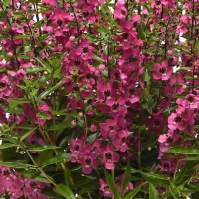 Angelonia Serena Rose