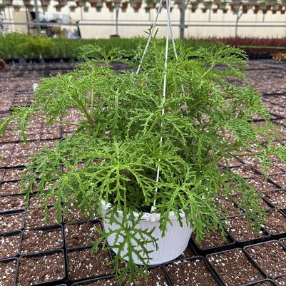 Geranium 'Skeleton Rose' Hanging Basket 