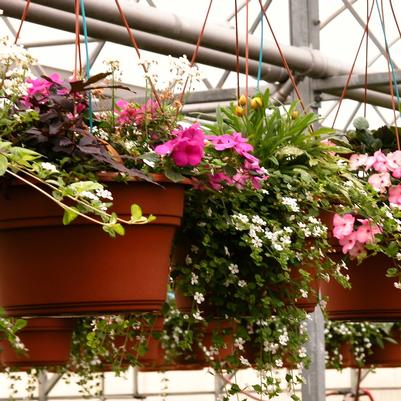 Mixed Annuals Hanging Basket- Assorted Combinations 