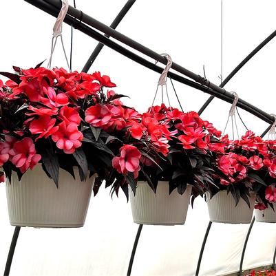 New Guinea Impatiens Hanging Basket 