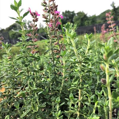 Teucrium chamaedrys 