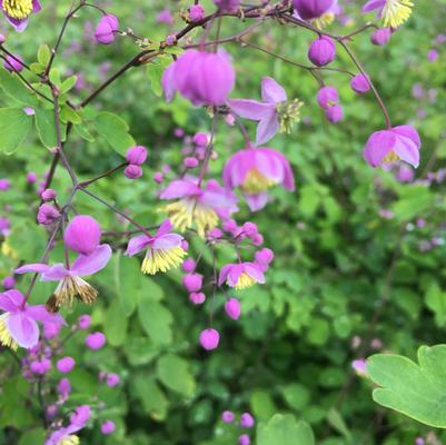 Thalictrum rochebrunianum 