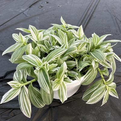 Tradescantia 'Pistachio White' Hanging Basket 