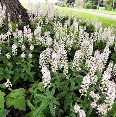 Tiarella cordifolia 