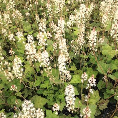 Tiarella cor. Running Tapestry