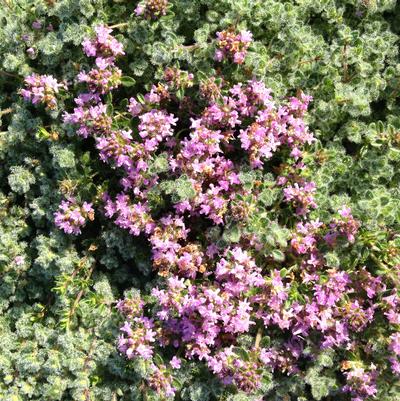 Thymus pseudolanuginosus 