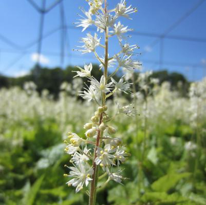 Tiarella cor. Brandywine