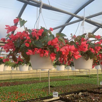 Begonia Dragon Wing 'Pink' Hanging Basket 