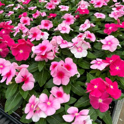 Vinca Titan Bubble Gum Mix