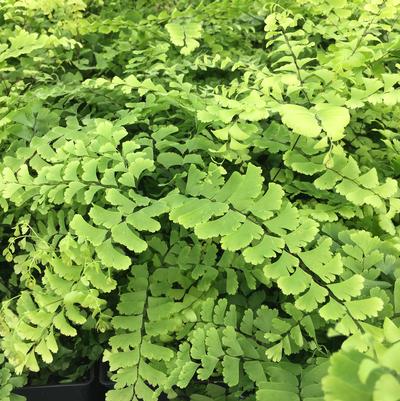 Adiantum pedatum 