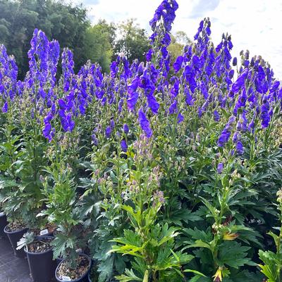 Aconitum car. Arendsii