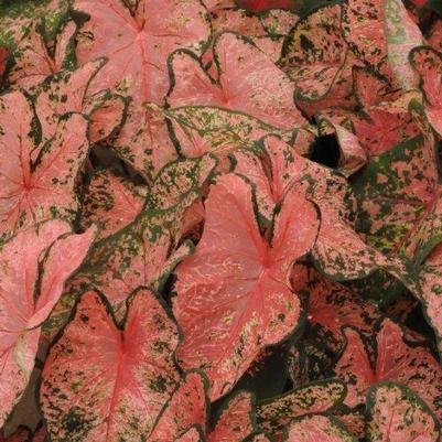 Caladium Pink Beauty