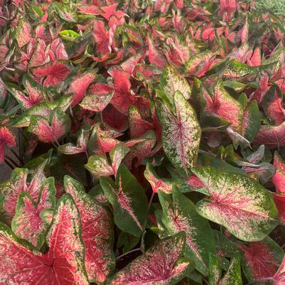 Caladium Mrs. WB Haldeman