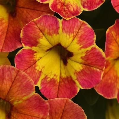 Calibrachoa Cabaret Diva Orange