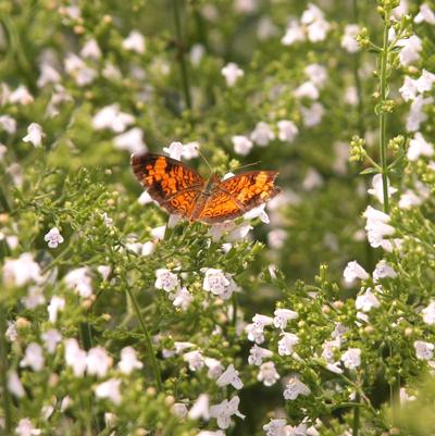 Calamintha nepeta subsp. nepeta