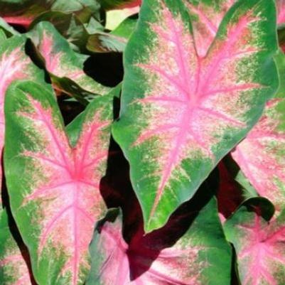 Caladium Classic Pink