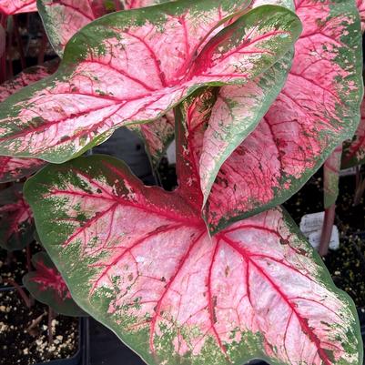 Caladium Apple Blossom