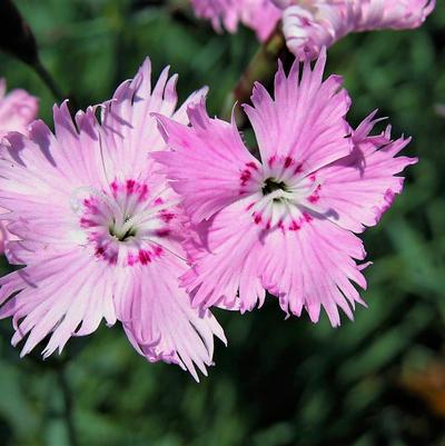 Dianthus Bath's Pink