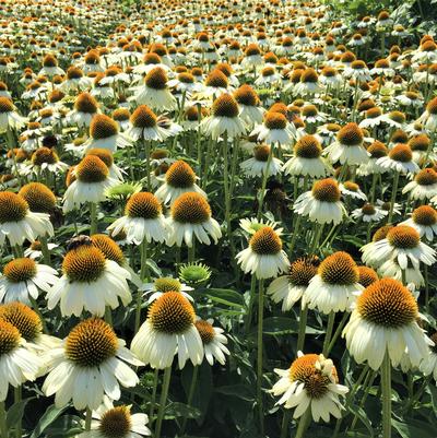 Echinacea Sombrero Blanco