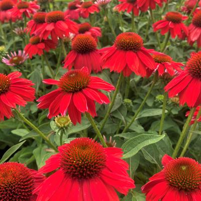 Echinacea Sombrero® Sombrero Salsa Red