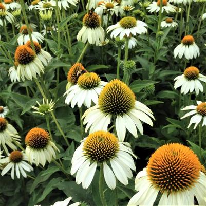 Echinacea White Swan